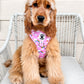 Pastel Pink Rainbow Dog Accessories Bundle